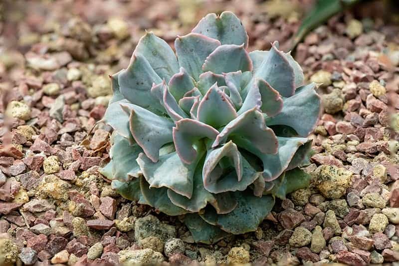 Blue Echeveria