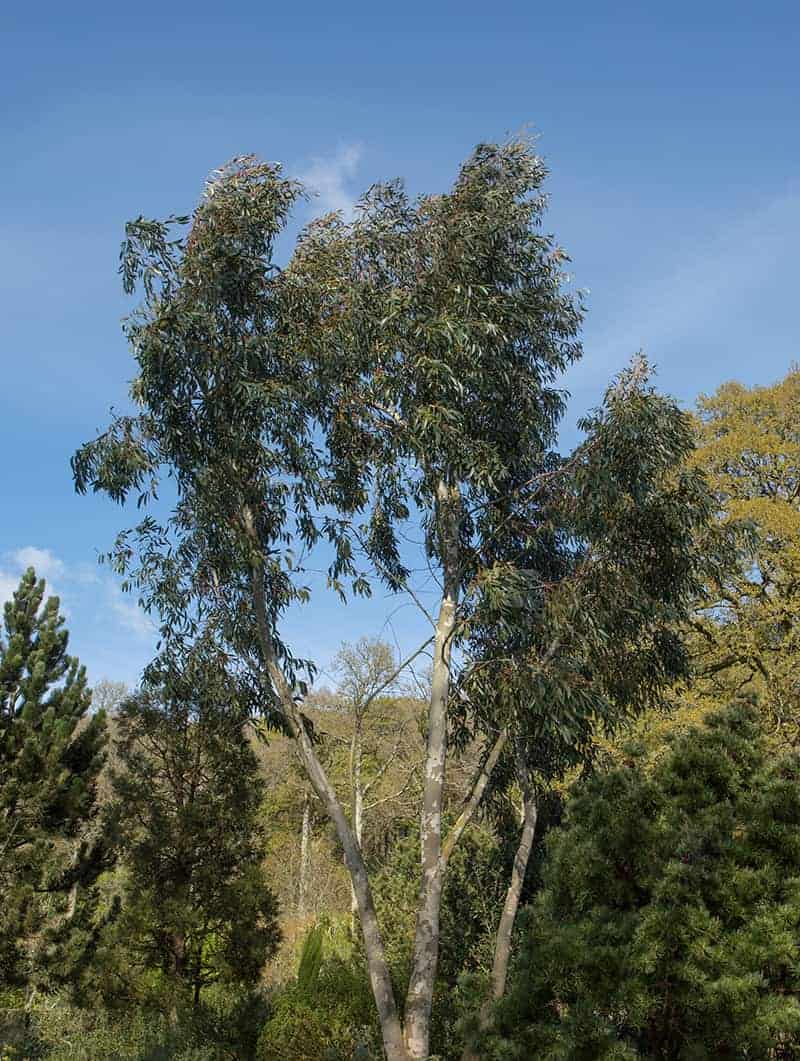Alpine Snow Gum