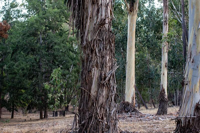 Candlebark