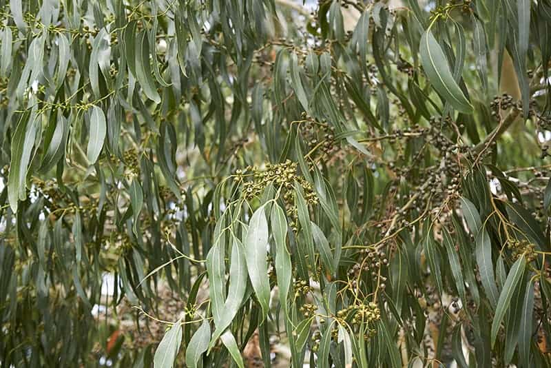 Mountain Gum
