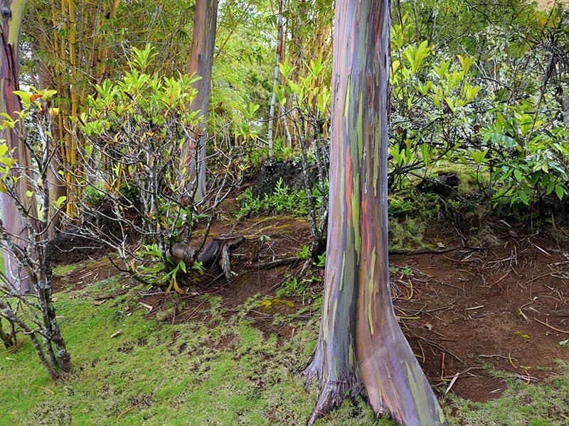 Rainbow Gum