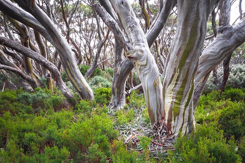 Snow Gum