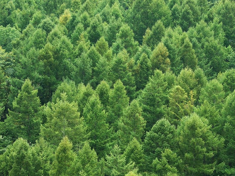 Cedar Trees