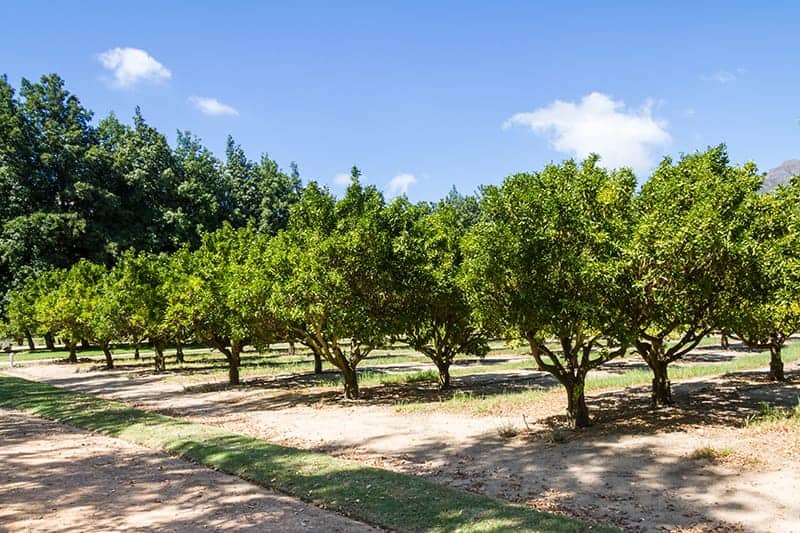 Citrus Trees