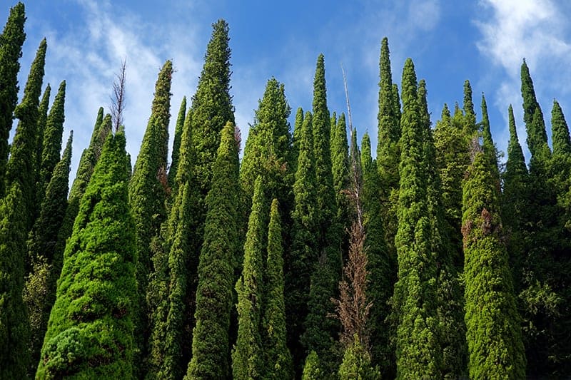 Cypress Trees