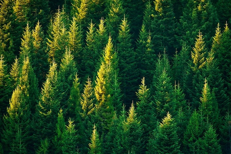 Fir Trees