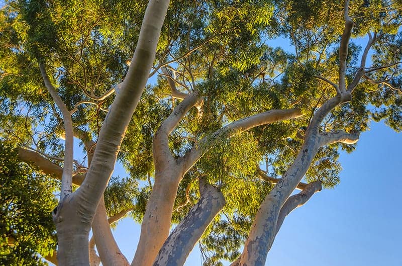 Gum Trees