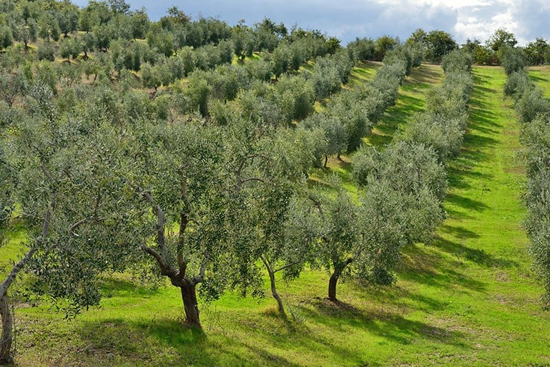 Olive Trees