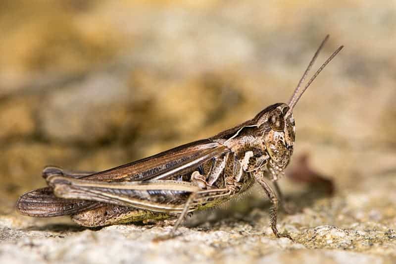 types of grasshoppers