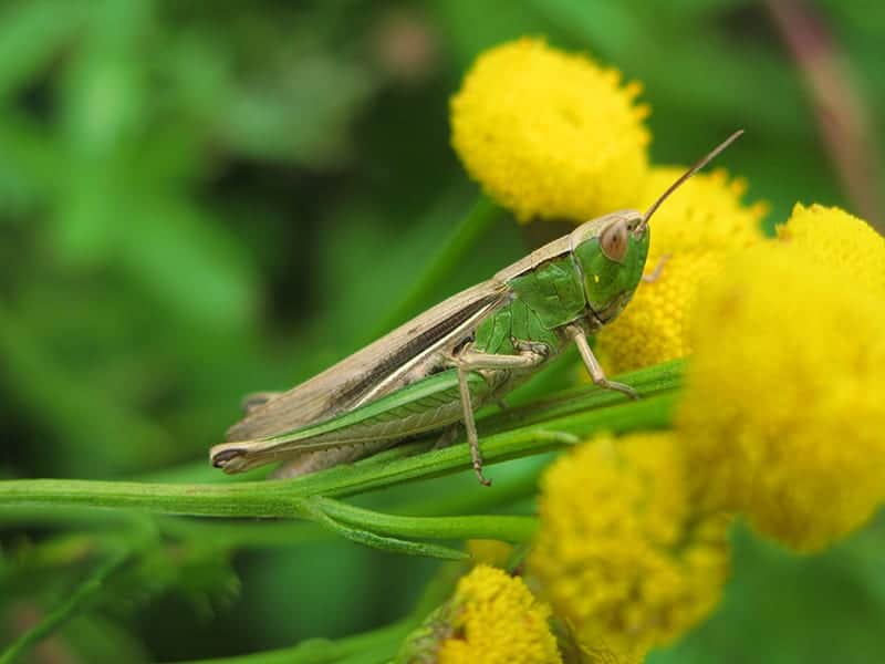 15 Different Types Of Grasshoppers Pictures Facts Trees Com