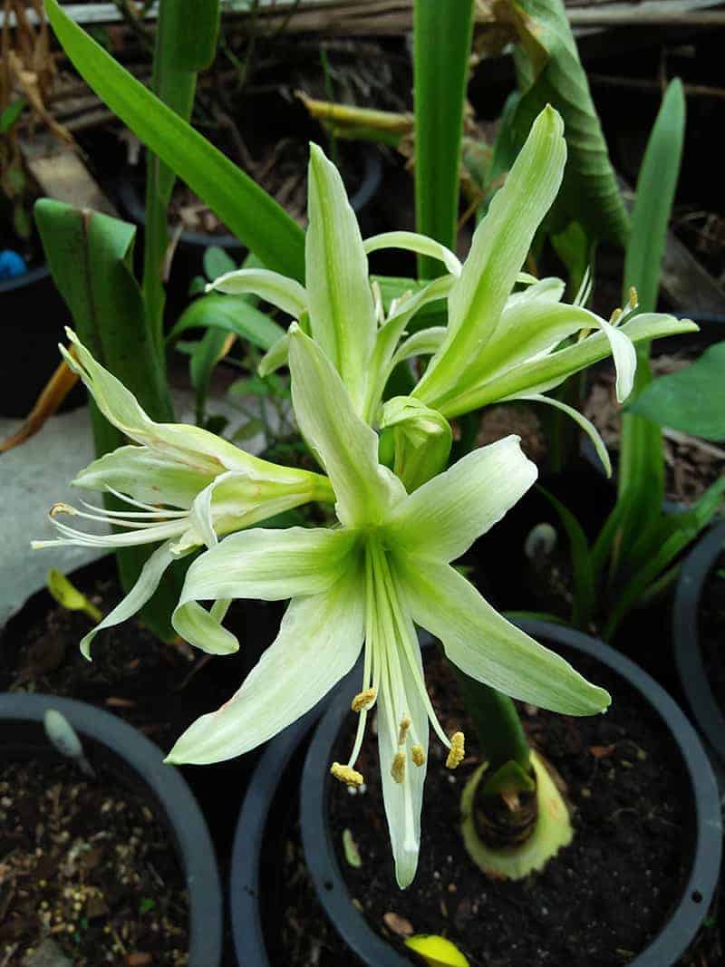 Green Amaryllis