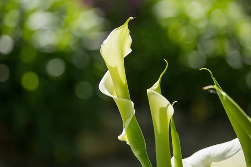 Green Calla Lily