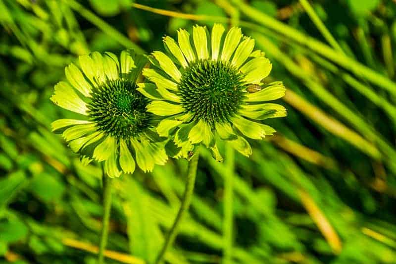 Green Coneflower