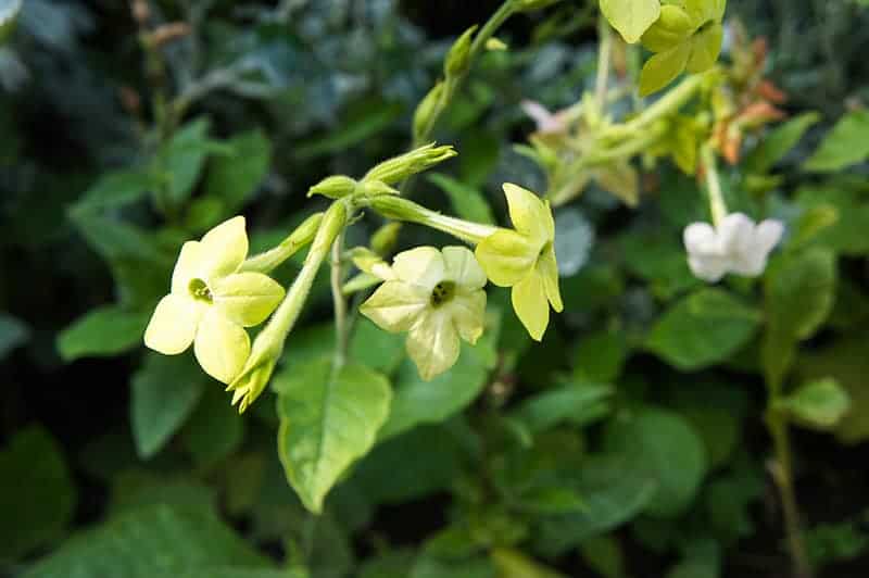 Green Flowering Tobacco