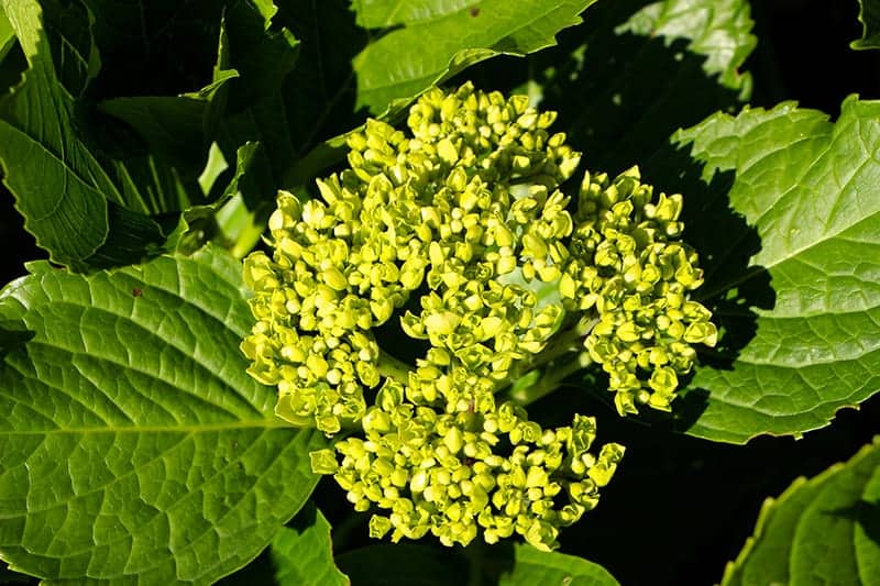 Green Hydrangea