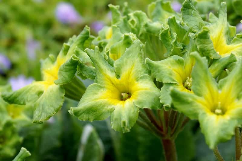 Green Polyanthus Primrose