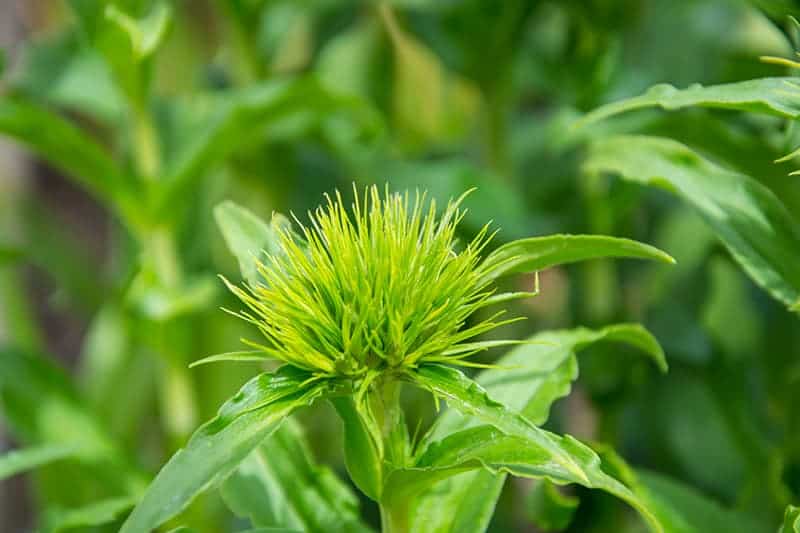 Green Sweet William