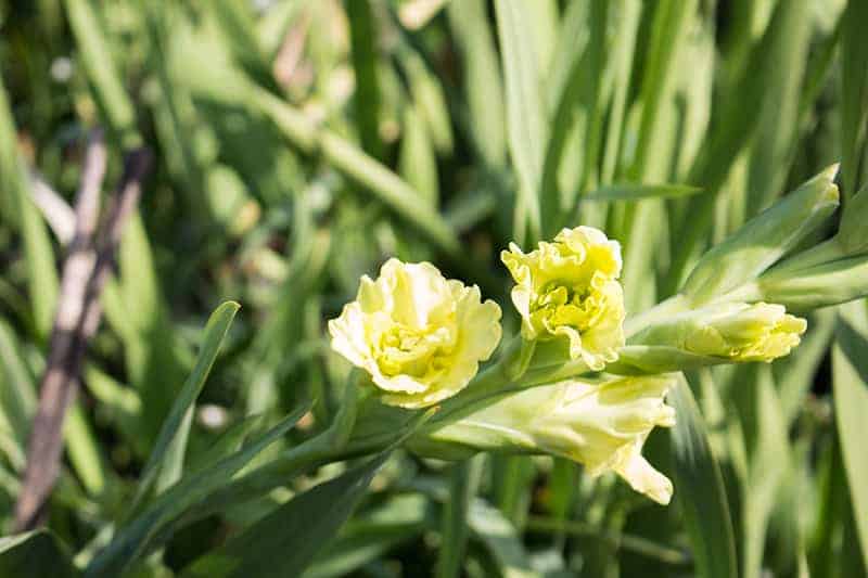 Green Sword Lily