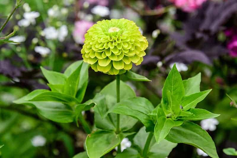 Green Zinnia