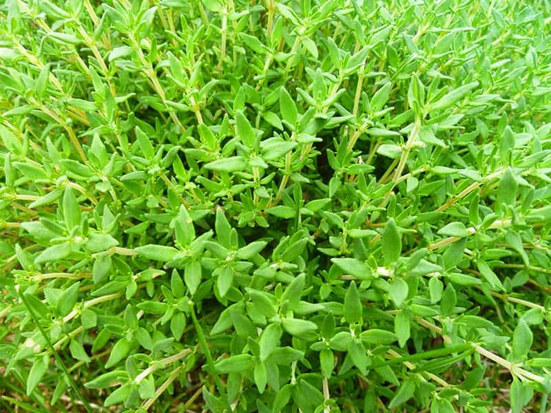 Thyme