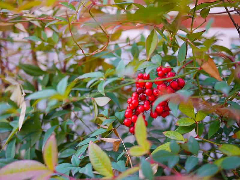 Possumhaw Holly