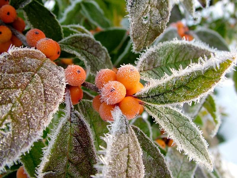 Winter Gold