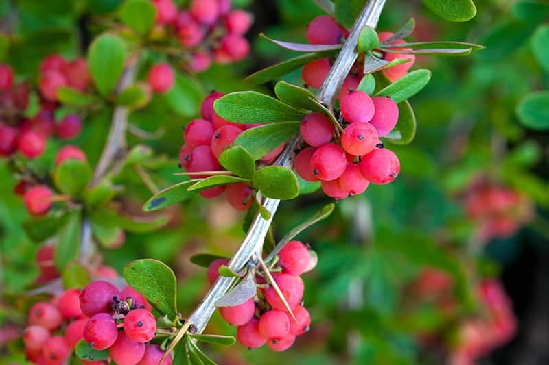 Yaupon Holly