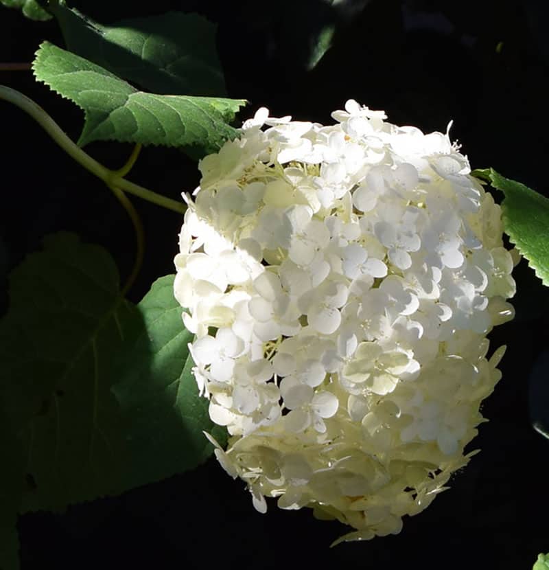 Hydrangea arborescens Incrediball