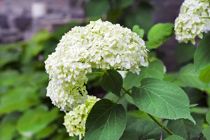 Hydrangea arborescens annabelle