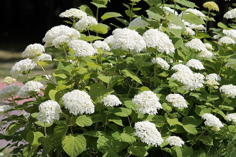 Smooth Hydrangeas (Hydrangea arborescens)