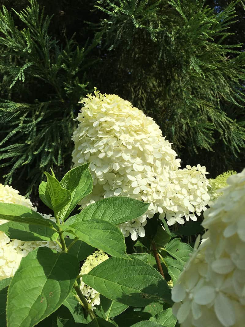 Hydrangea limelight