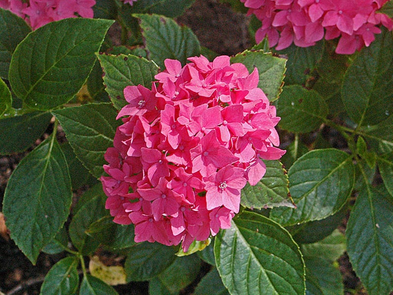 Hydrangea macrophylla pia