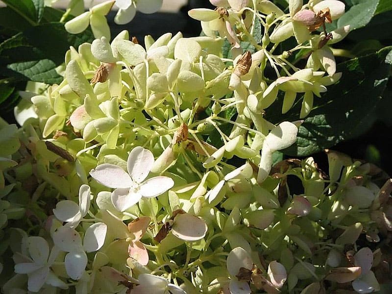 Hydrangea paniculata little lamb