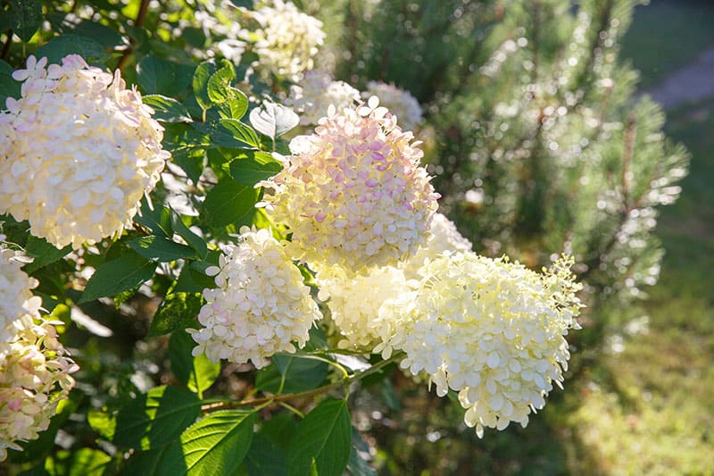 Hydrangea paniculata