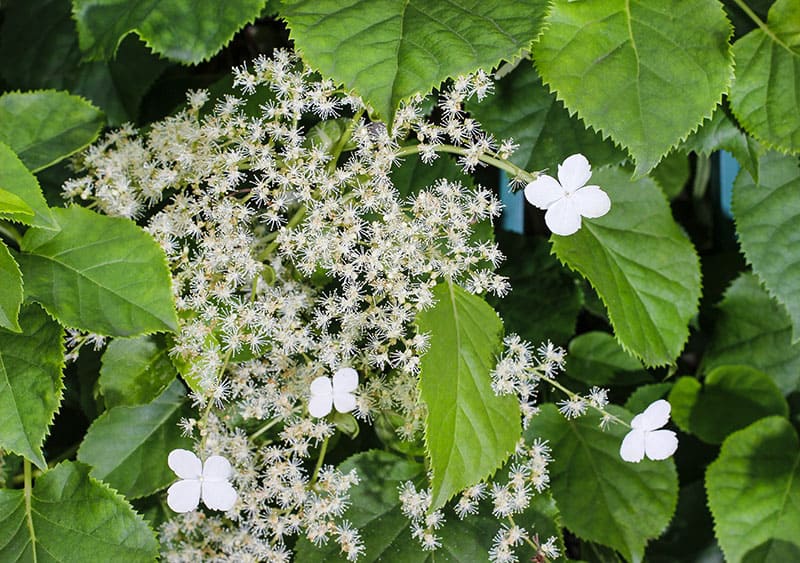 Hydrangea petiolaris