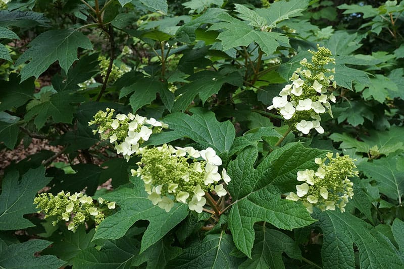 Hydrangea quercifolia snow queen