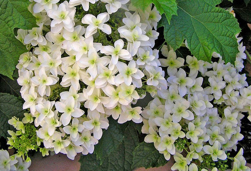 Hydrangea quercifolia snowflake