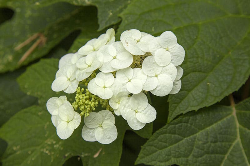 Hydrangea quercifolia