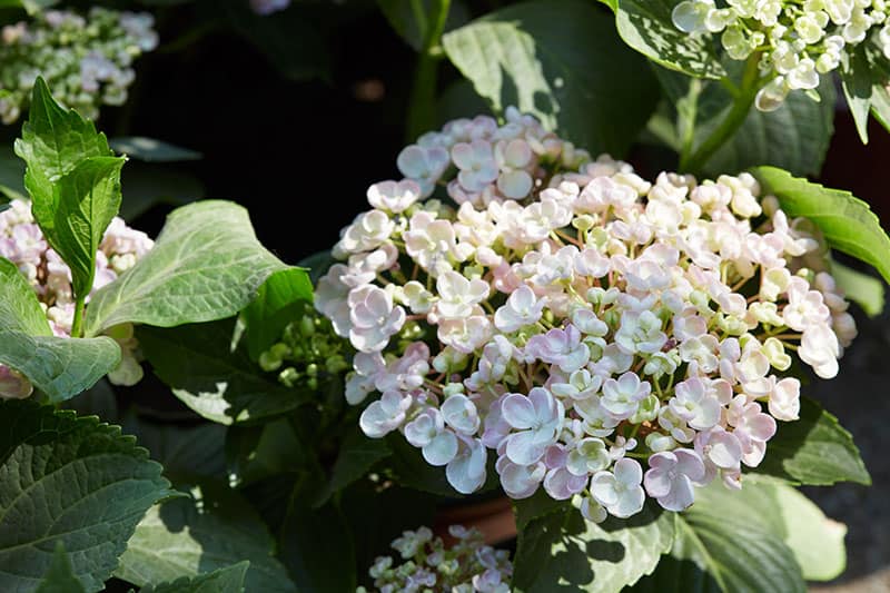 Mountain Hydrangeas (Hydrangea serrata)