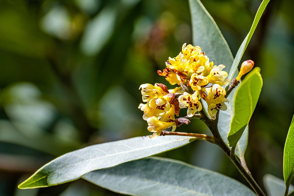 California Bay Laurel