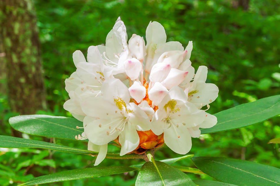 Great Laurel