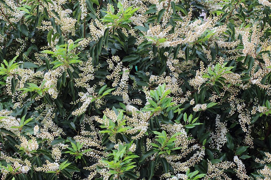 Portuguese Laurel