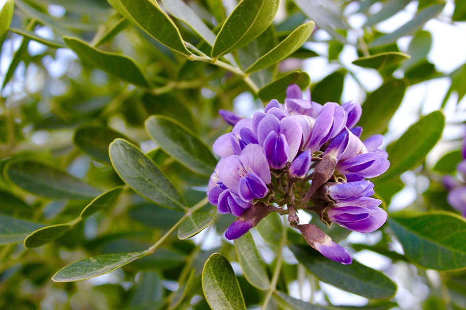 Texas Mountain Laurel