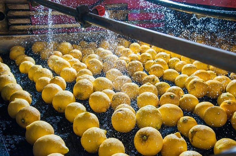 Primofiori Lemon (Citrus x Limon ‘Primofiori’)