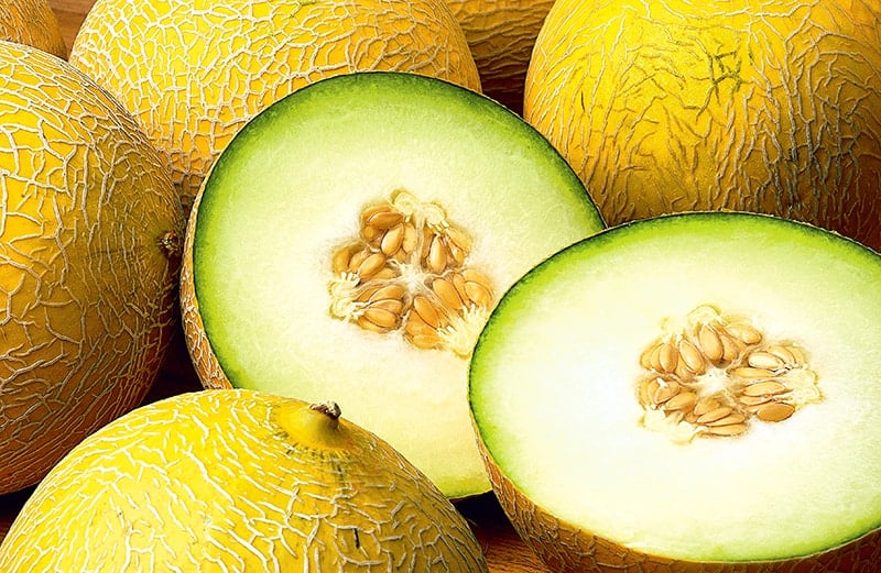 Galia Melon - Cucumis melo var. Reticulatus ‘Galia’