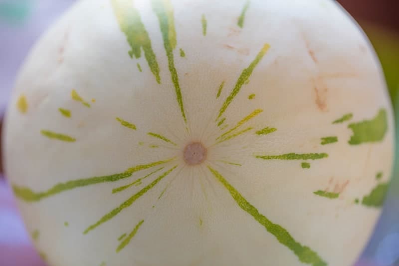 Honey Globe Melon - Cucumis melo var. Inodorus ‘Honey Globe’