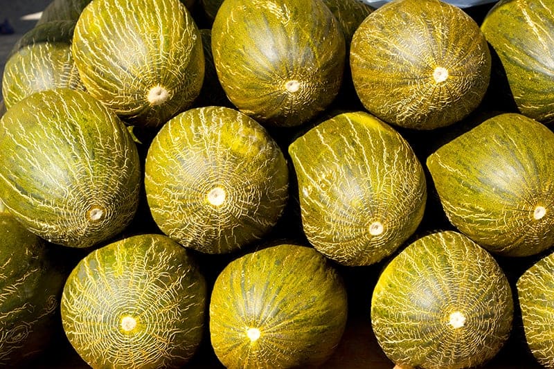 Santa Claus Melon - Cucumis melo var. inodorous ‘Sancho’