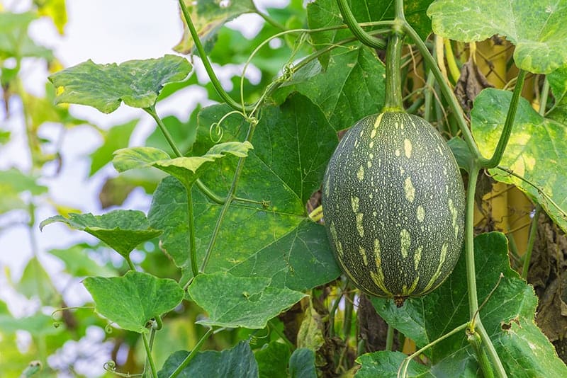 Winter Melon - Benincasa hispida