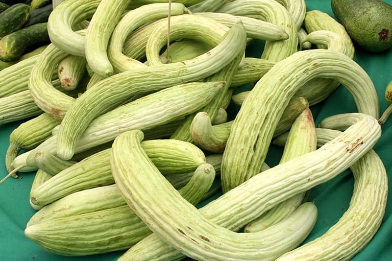 Armenian Cucumber - Cucumis melo var. Flexuosus