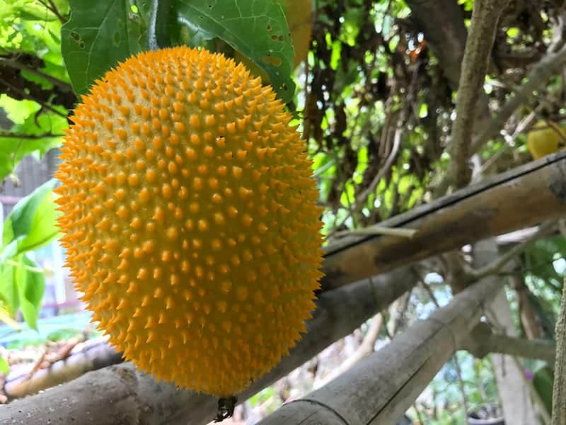 Gac Melon - Momordica cochinchinensis